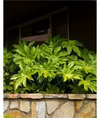 Fatsia Japonica