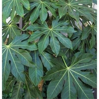 Fatsia Japonica