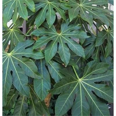 Fatsia Japonica