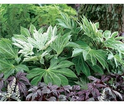 Speckled Fatsia Japonica