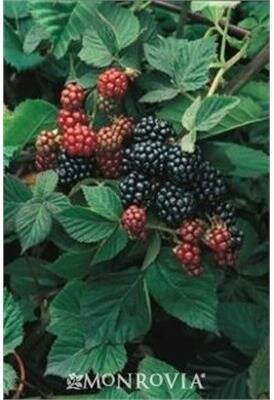 Black Satin Thornless Blackberry