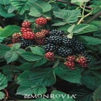 Black Satin Thornless Blackberry