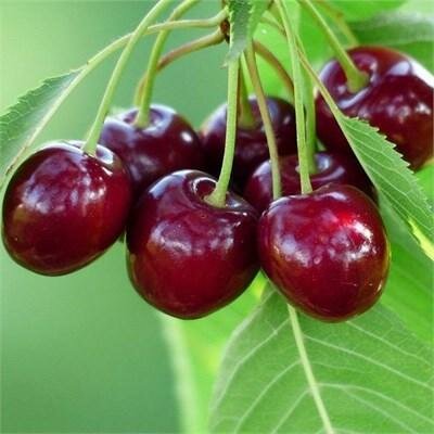 Bing Cherry Tree