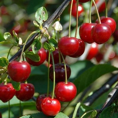 Morello Cherry Tree
