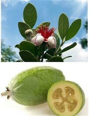 Pinneapple Guava