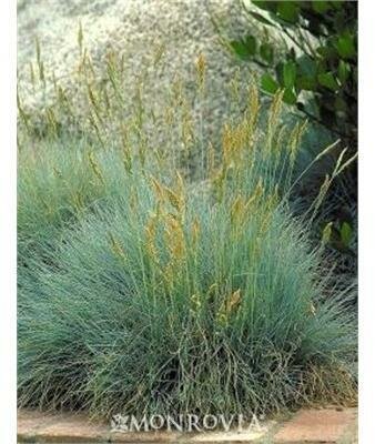 Elijah Blue Fescue