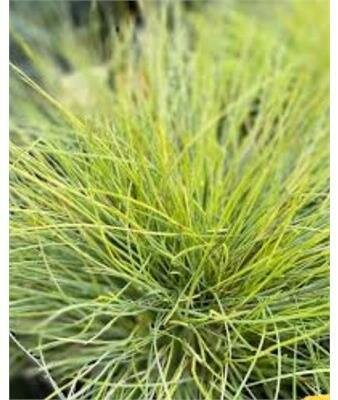 Beyond Gold Fescue Grass