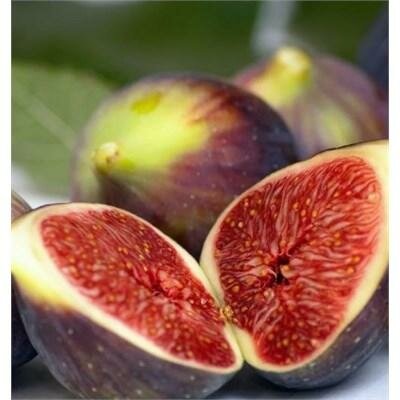 Brown Turkey Edible Fig