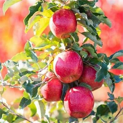 Dwarf Pink Lady Apple Tree