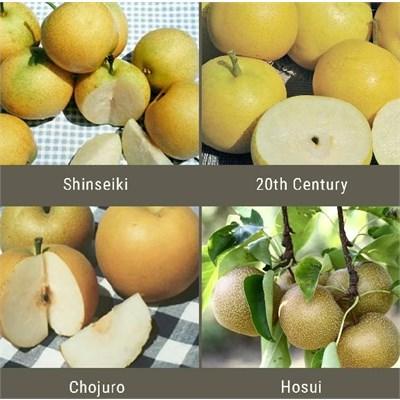 Oriental Pear Tree Combo