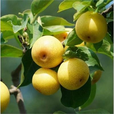 Shinseiki Oriental Pear Tree