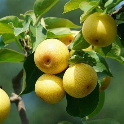 Shinseiki Oriental Pear Tree