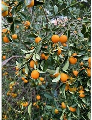 Panama Orange - Meiwa Kumquat - image 3