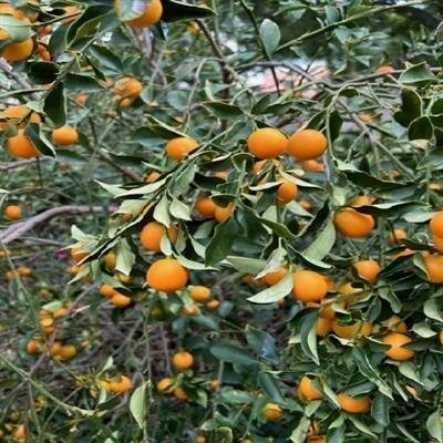 Panama Orange - Meiwa Kumquat - image 2