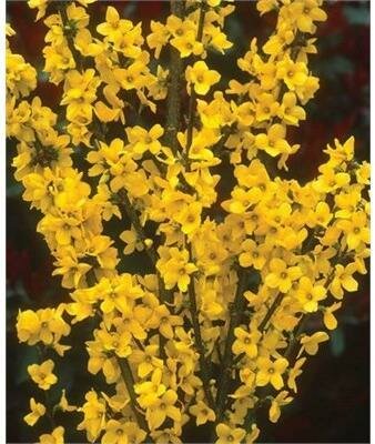 Show Off Forsythia