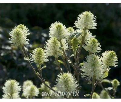 Mt. Airy Fothergilla