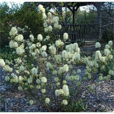 Mt. Airy Fothergilla