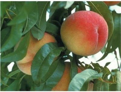 Frost Peach Tree - image 2