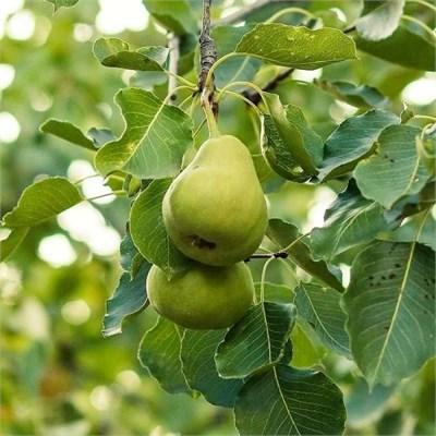 Anjou Pear Tree