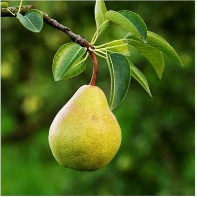 Bartlett Pear Tree