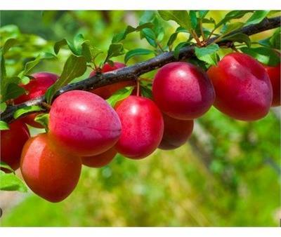 Japanese Beauty Plum Tree