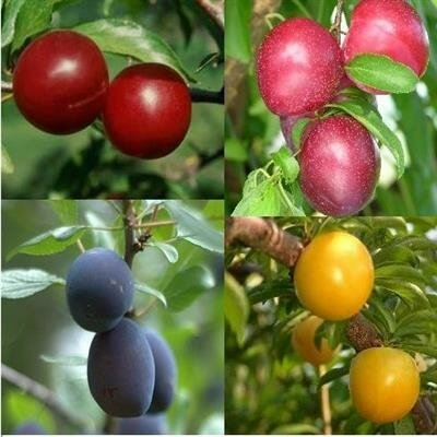 Plum Tree Combo