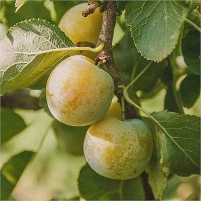 Green Gage European Plum Tree