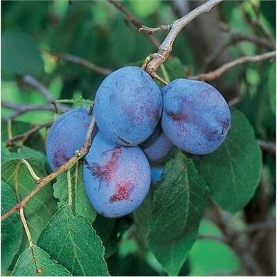 Italian Prune Plum Tree - image 4