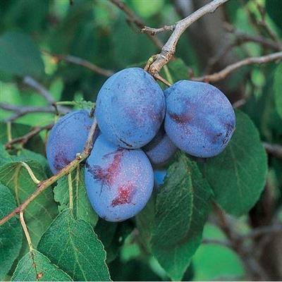 Italian Prune Plum Tree
