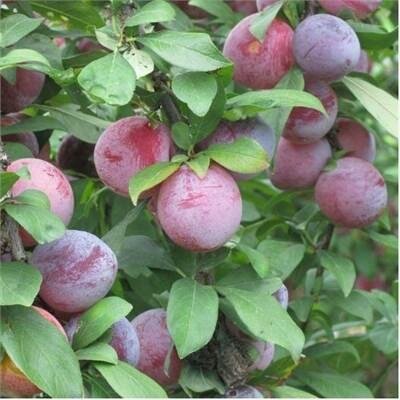 Japanese Methley Plum Tree