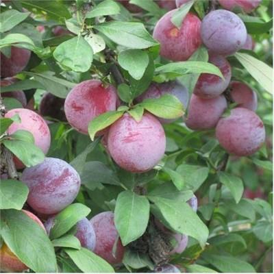 Japanese Methley Plum Tree