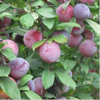 Japanese Methley Plum Tree