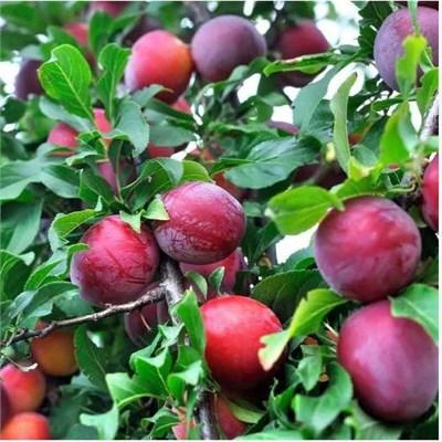 Japanese Satsuma Plum Tree