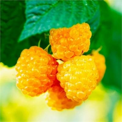 Golden Fall Raspberry Perennial Fall Gold Raspberry - Triple Tree Nurseryland