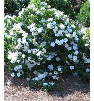 Crown Jewel Gardenia