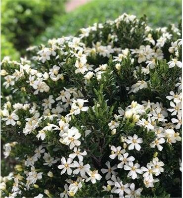 Daisy Duke Hardy Gardenia
