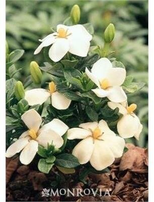 Kleim's Hardy Gardenia