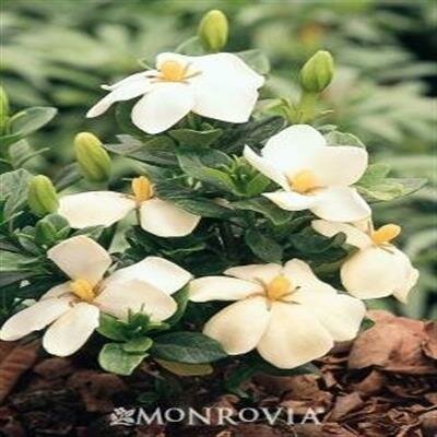 Kleim's Hardy Gardenia - image 2