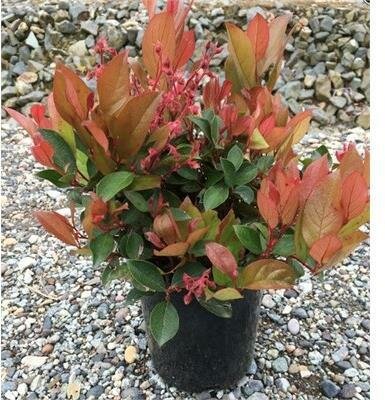 Cascade Sunrise Salal (Native Wintergreen)