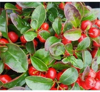 Wintergreen (Dwarf Gaultheria)