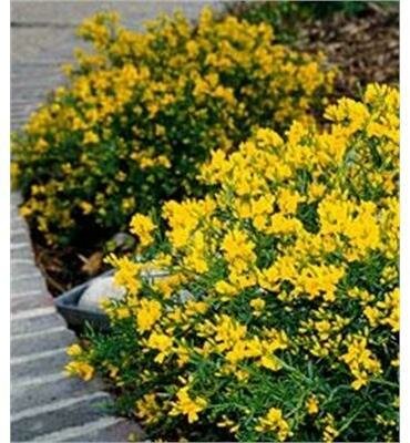 Lemon Spreader (Lydia) Broom