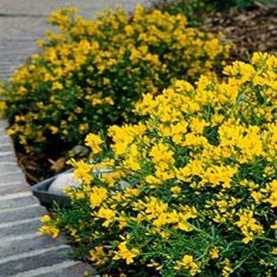 Lemon Spreader (Lydia) Broom