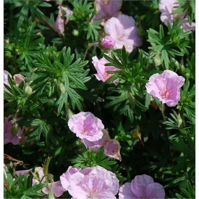 Striatum Cranesbill (Perennial Geranium)