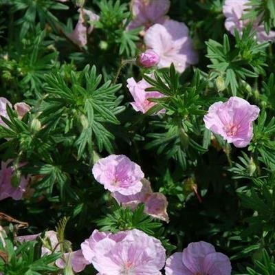 Striatum Cranesbill (Perennial Geranium) - image 2
