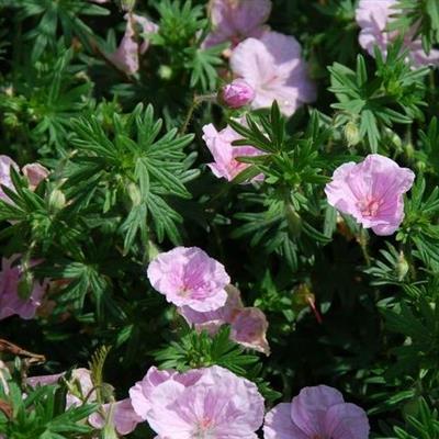 Striatum Cranesbill (Perennial Geranium) - image 2