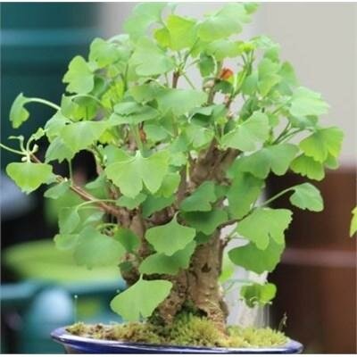 Mariken Ginkgo Bonsai
