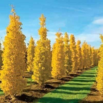 Gold Spire Ginkgo Tree