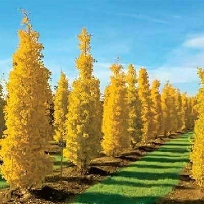 Gold Spire Ginkgo Tree