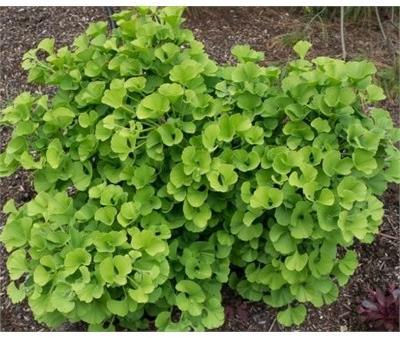 Mariken Ginkgo Tree - image 1