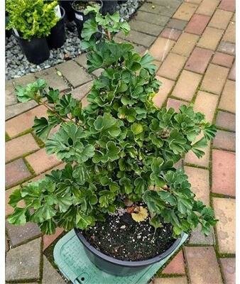 Mariken Ginkgo Tree - image 2